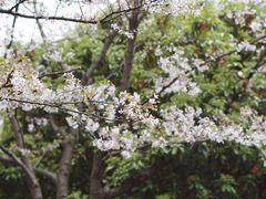 -武汉大学-樱园