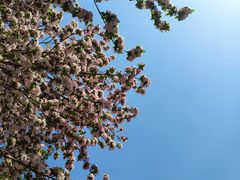 -桃花堤公园