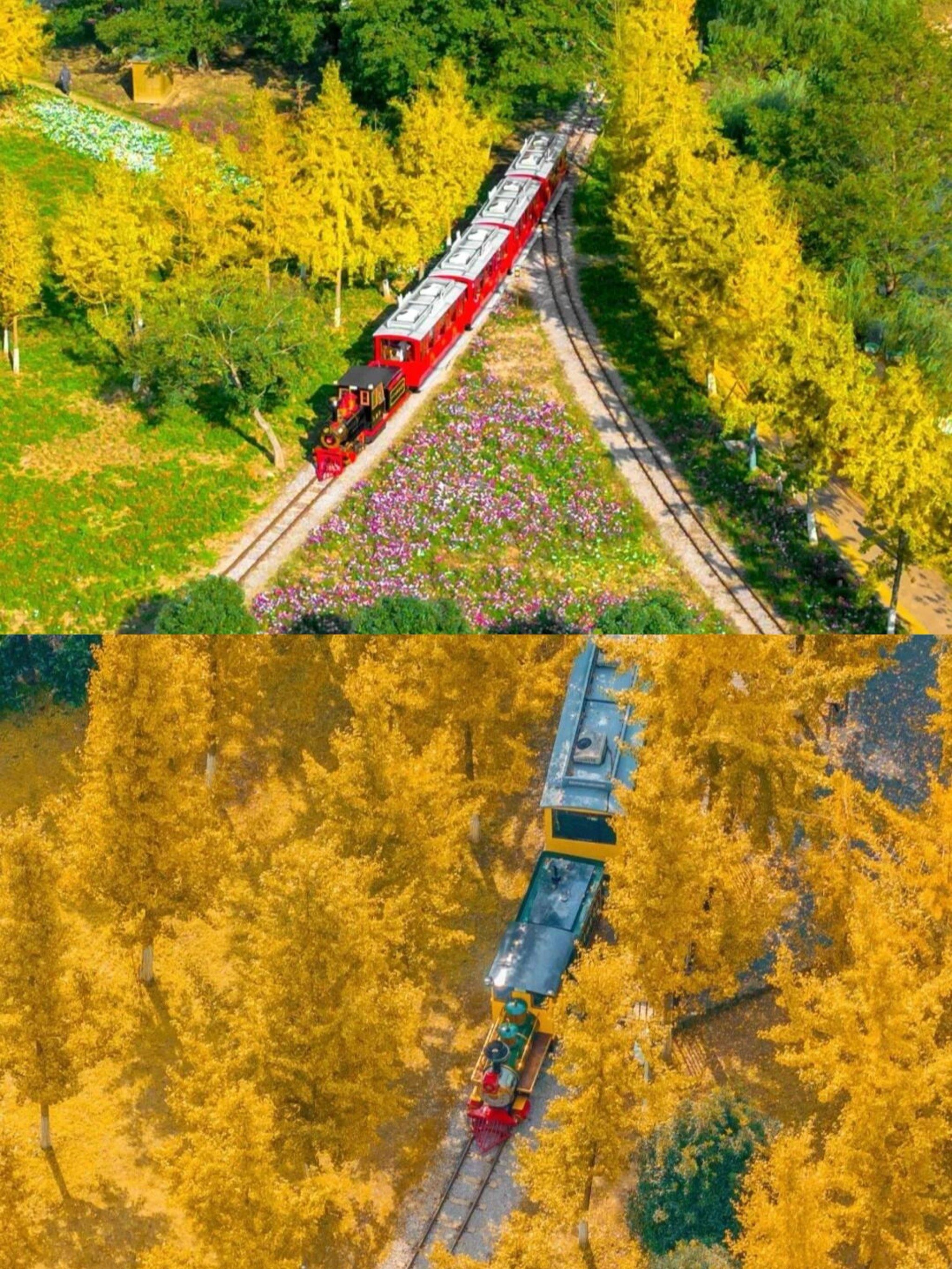 🌟十里古银杏长廊