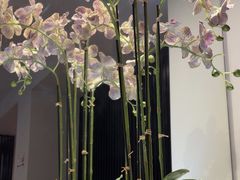 -峨嵋一派