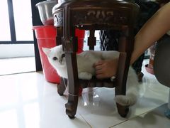 -猫大福·Fortune Cat猫舍(百子湾店)