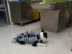 -纳吉亚猫专科动物医院(康都外科中心)