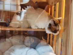 -白兔子密室(长寿路店)