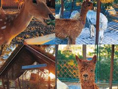 -海合安天津极地海洋公园