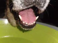 -欧奕国际动物医院