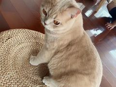 -Catmate·猫肥家润(金润铂宫店)