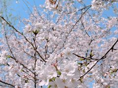 -西北湖绿化广场