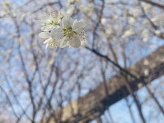 -桃花堤公园