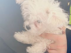 -佑安动物医院·全科·内窥镜中心(幸福巷店)