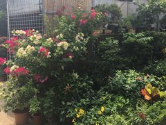 -桂林市花鸟市场