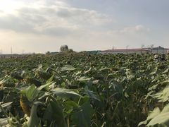 -映月湖中央公园