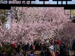 -桃花堤公园