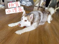 -Husky Go! 哈士奇体验馆·宠物咖啡厅狗咖