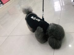 -安安宠物医院(情缘分院)