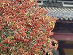 -红梅公园