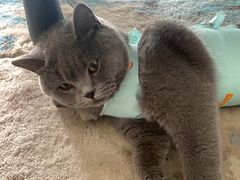 -米苏动物医院·犬猫专科·骨科外科内窥镜
