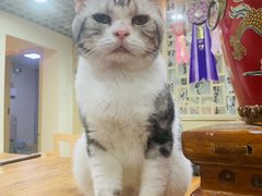 -猫小院猫主题餐厅(南锣旗舰店)