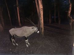 -清迈夜间动物园