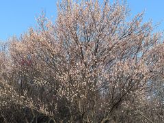 -蜀冈西峰生态公园