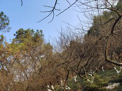 -青枫公园