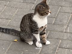 -纳吉亚猫专科动物医院·北北分院