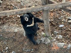 -黑瞎子岛探秘野熊园