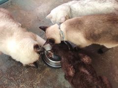 -喵屿·大理花园猫咖