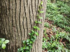 -上海佘山国家森林公园天马山园