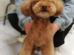 -八公叔叔宠物美容连锁(春申店)