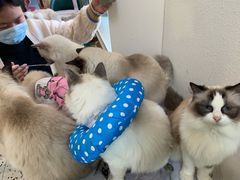 -喵喵咪呀布偶猫咖(春熙路店)