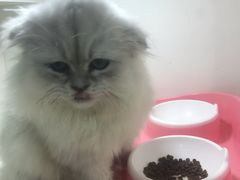 -李小姐の猫咖啡馆(五角场店)
