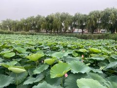 -春水锅贴·传统鲁菜(大明湖店)