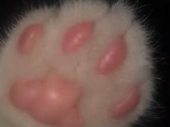 -客栈猫舍(中央北路店)