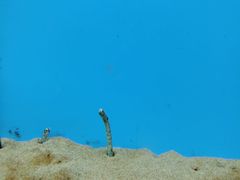 -北戴河圣蓝海洋公园