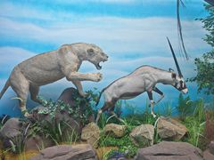 -西霞口神雕山野生动物世界