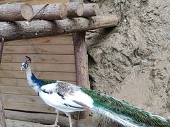 -栾川竹海野生动物园