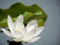-莫愁湖公园