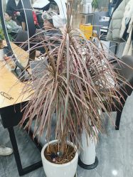 -藤野造型烫染·漂发