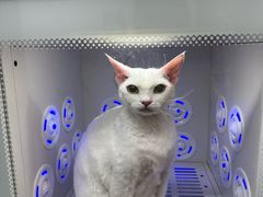 -PETKIT 小佩宠物·低压洗护·美容·寄养(安远店)