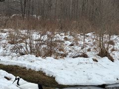 -钏路市丹顶鹤自然公园