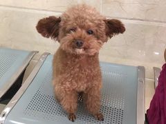 -仁华宠物医院(青羊店)