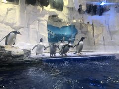 -华夏文旅海洋公园