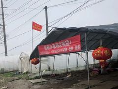 -喜杨洋草莓采摘园