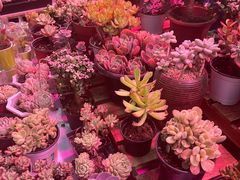 -花鸟鱼虫鲜花绿植市场(玉泉路店)