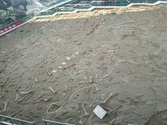 -诸城市恐龙博物馆