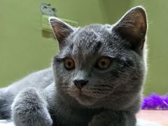 -猫亿天猫咖