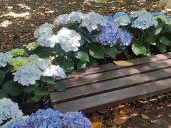 -上海鲜花港