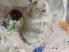-钓仓鼠(洋桥北里小区店)