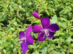 -广州白江湖森林公园