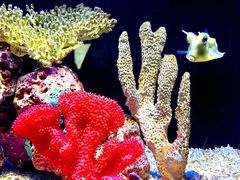 -上海海洋水族馆
